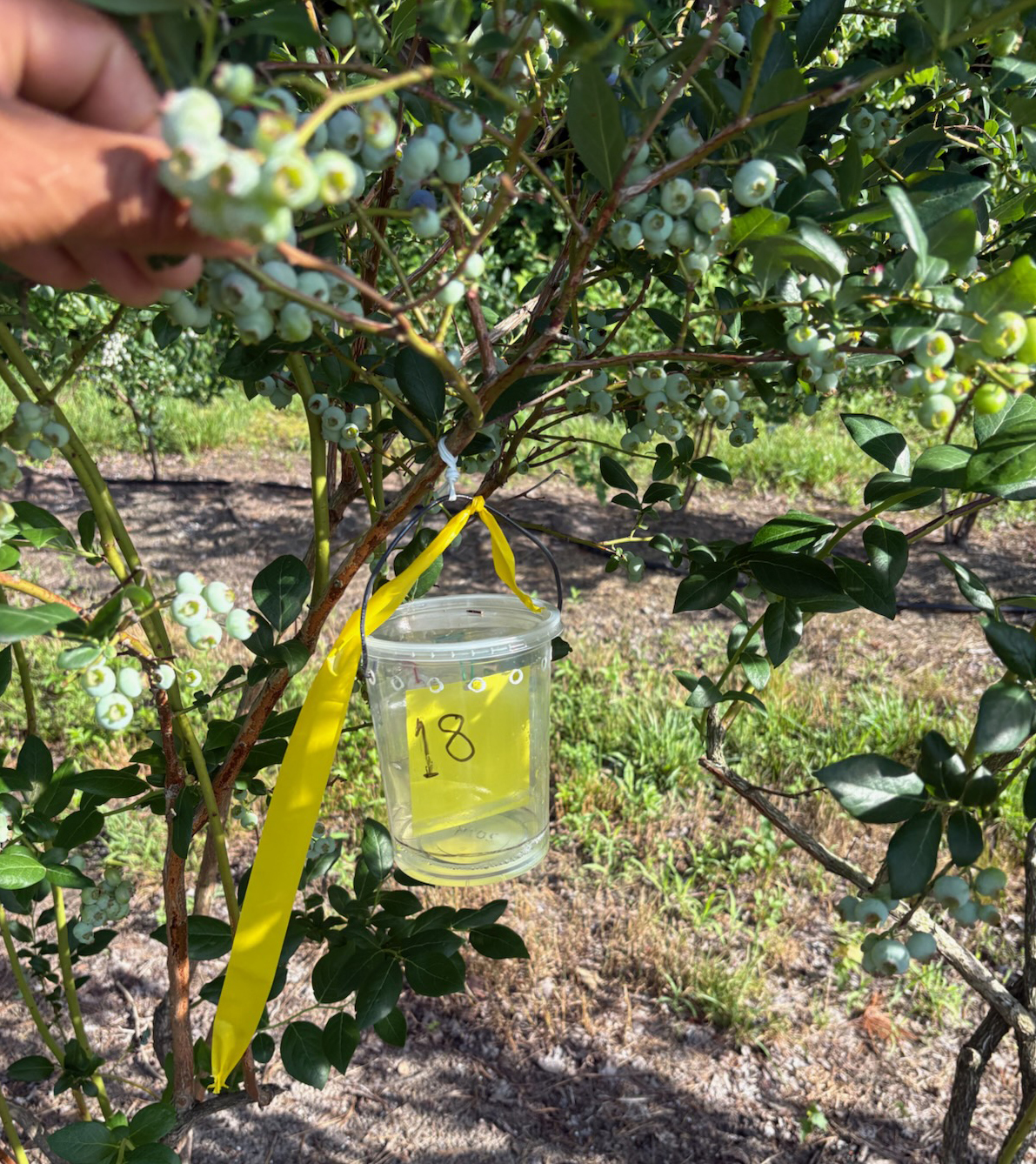 A plastic container with holes designed to trap insects.